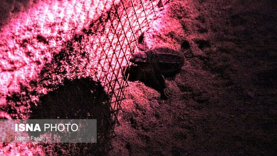 تولد جوجه لاک‌پشت‌ها در جزیره کیش