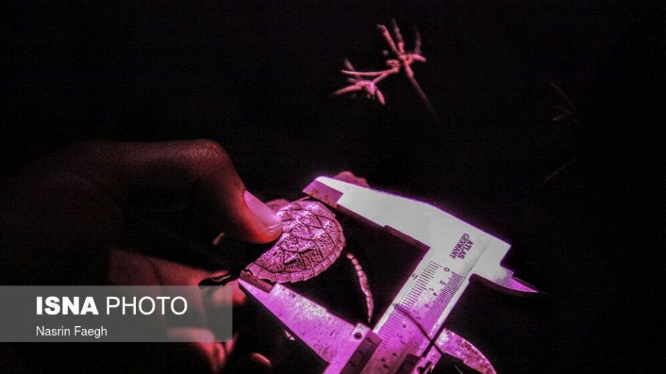 تولد جوجه لاک‌پشت‌ها در جزیره کیش