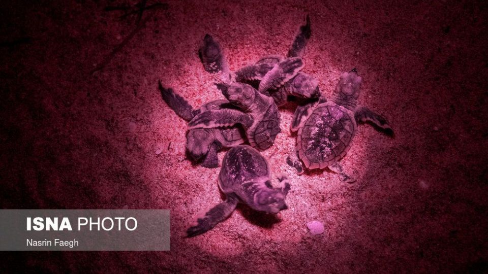 تولد جوجه لاک‌پشت‌ها در جزیره کیش