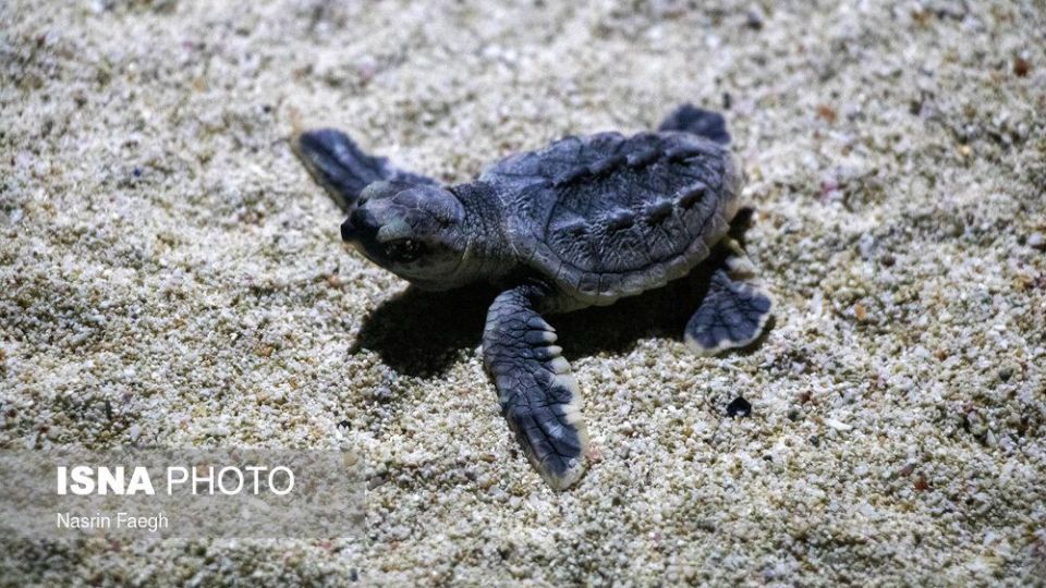 تولد جوجه لاک‌پشت‌ها در جزیره کیش