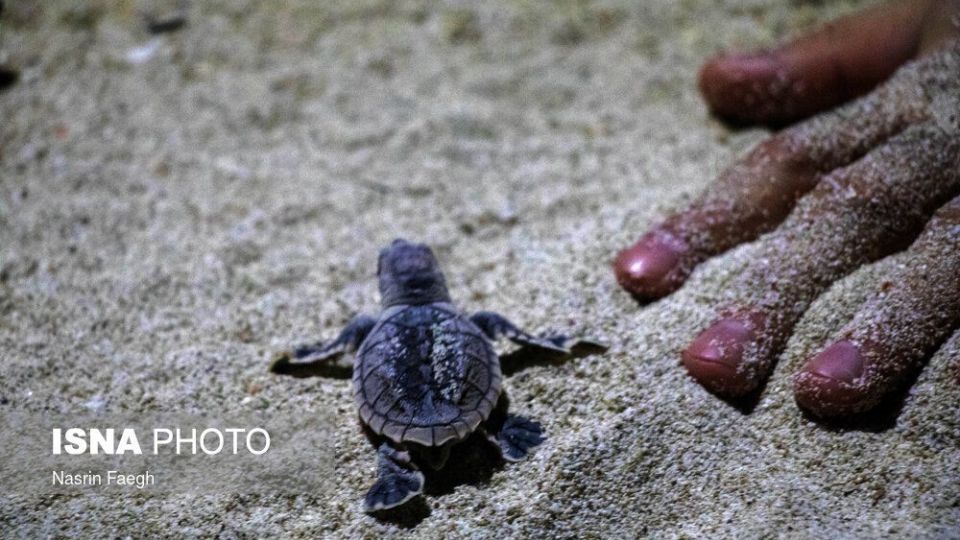 تولد جوجه لاک‌پشت‌ها در جزیره کیش