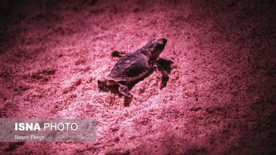 تولد جوجه لاک‌پشت‌ها در جزیره کیش