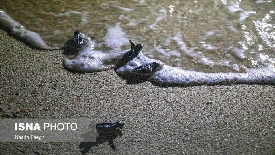 تولد جوجه لاک‌پشت‌ها در جزیره کیش