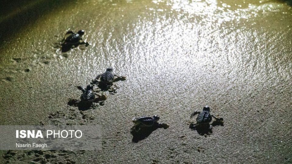 تولد جوجه لاک‌پشت‌ها در جزیره کیش