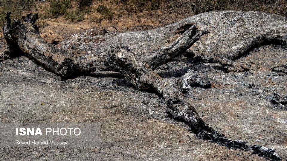 مهار آتش سوزی جنگل کرخه در شوش