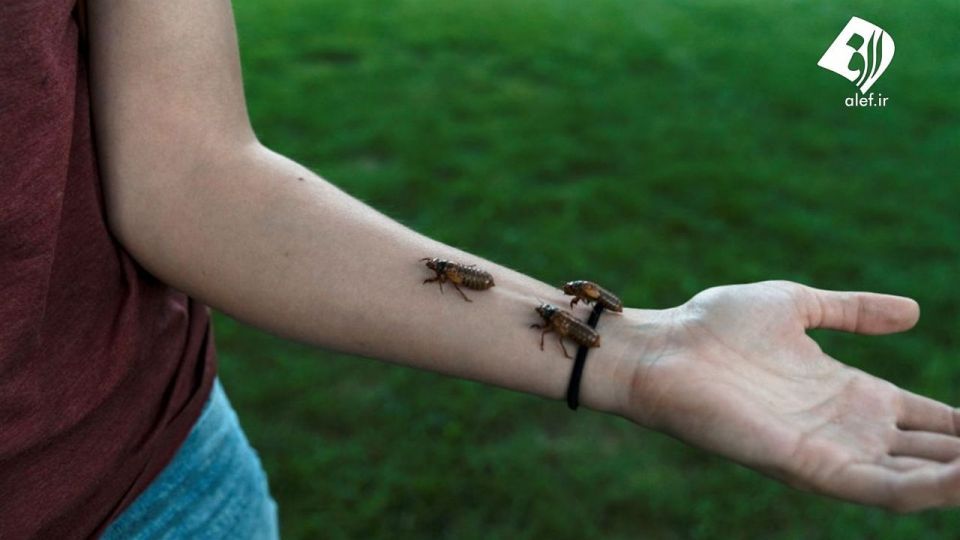 حمله زنجره‌ها به آمریکا