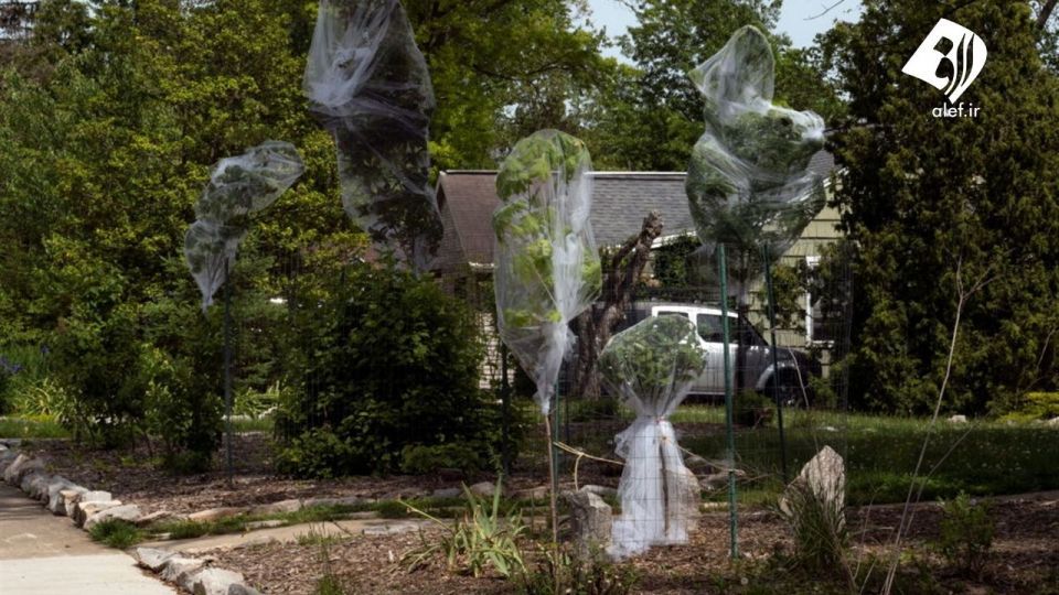 حمله زنجره‌ها به آمریکا