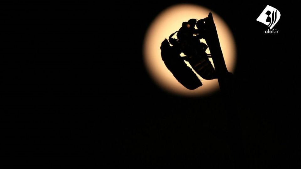 حمله زنجره‌ها به آمریکا