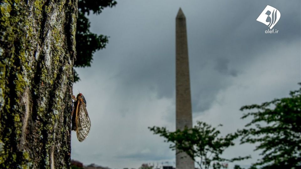 حمله زنجره‌ها به آمریکا