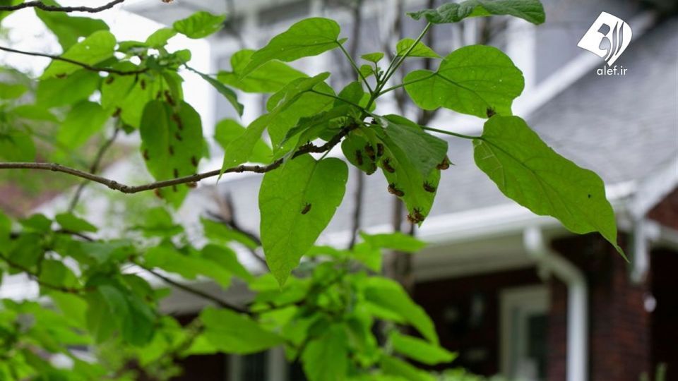 حمله زنجره‌ها به آمریکا