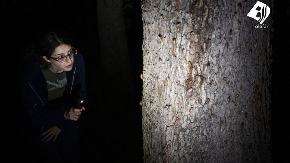 حمله زنجره‌ها به آمریکا