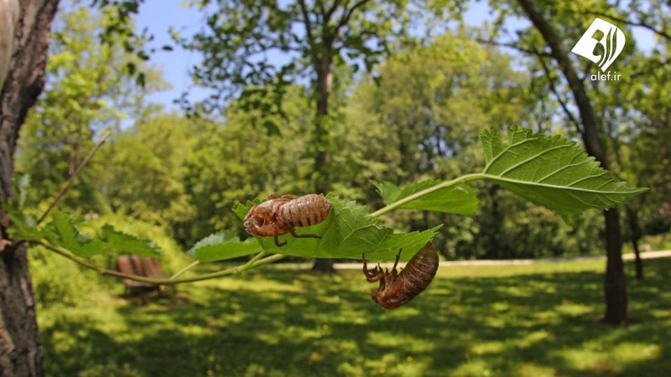 حمله زنجره‌ها به آمریکا