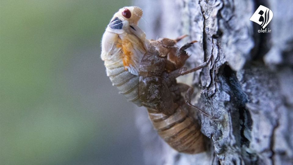 حمله زنجره‌ها به آمریکا