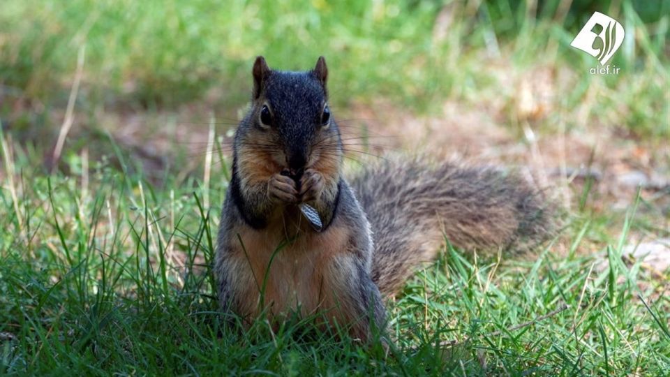 حمله زنجره‌ها به آمریکا