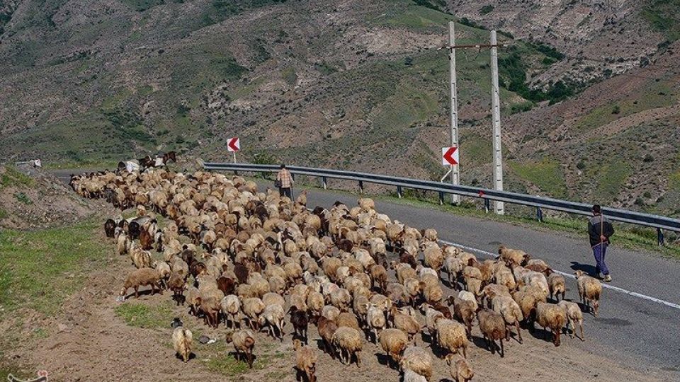 آغاز کوچ عشایر قره داغ