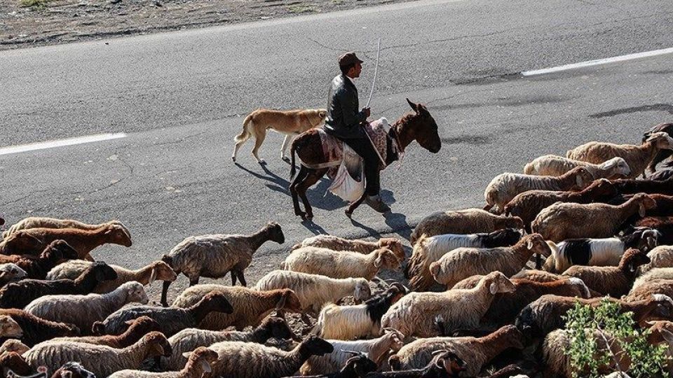 آغاز کوچ عشایر قره داغ