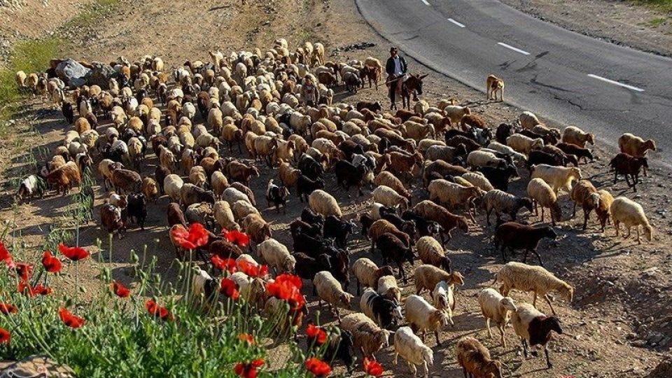 آغاز کوچ عشایر قره داغ