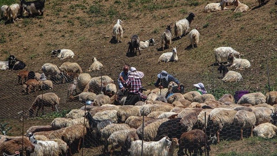 آغاز کوچ عشایر قره داغ