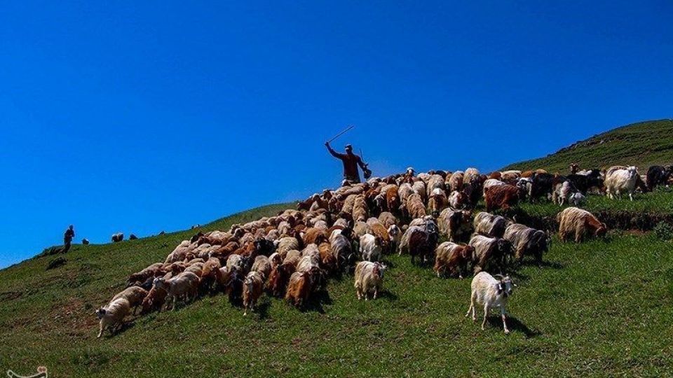 آغاز کوچ عشایر قره داغ