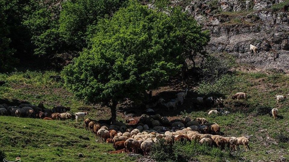 آغاز کوچ عشایر قره داغ