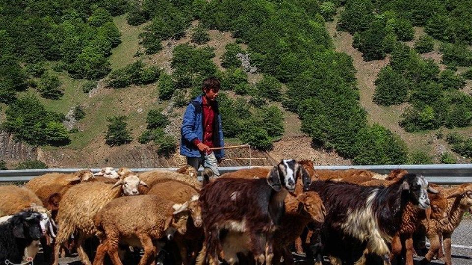 آغاز کوچ عشایر قره داغ