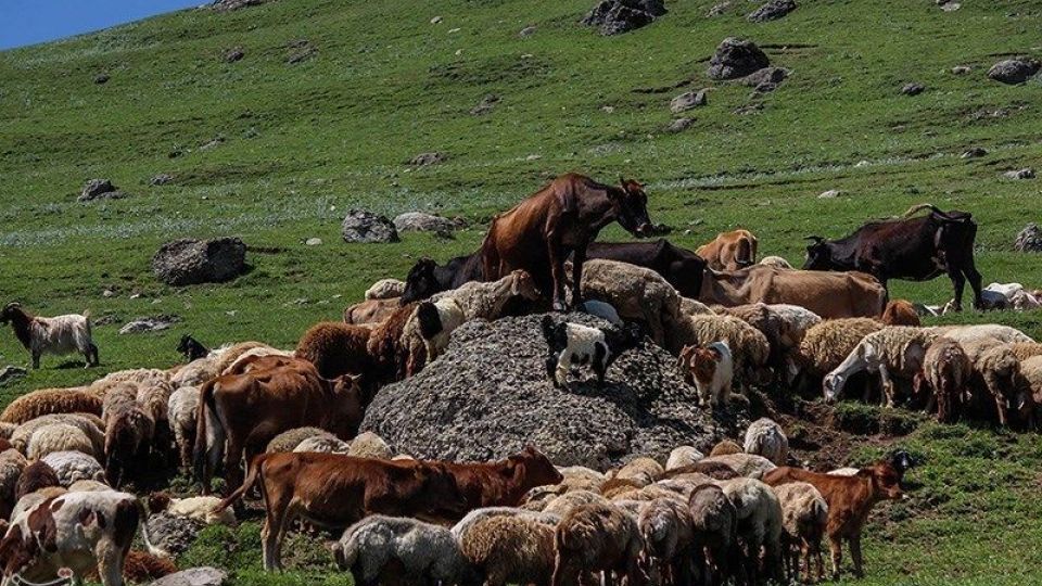 آغاز کوچ عشایر قره داغ