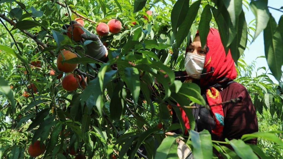برداشت هلو در باغات گلستان