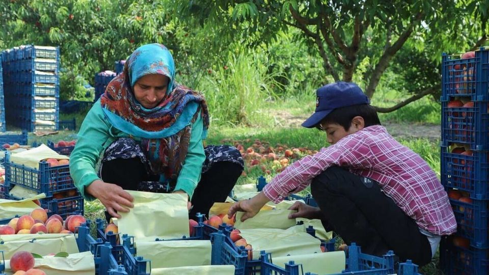 برداشت هلو در باغات گلستان