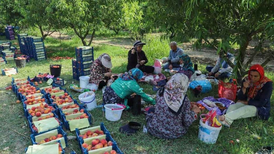 برداشت هلو در باغات گلستان