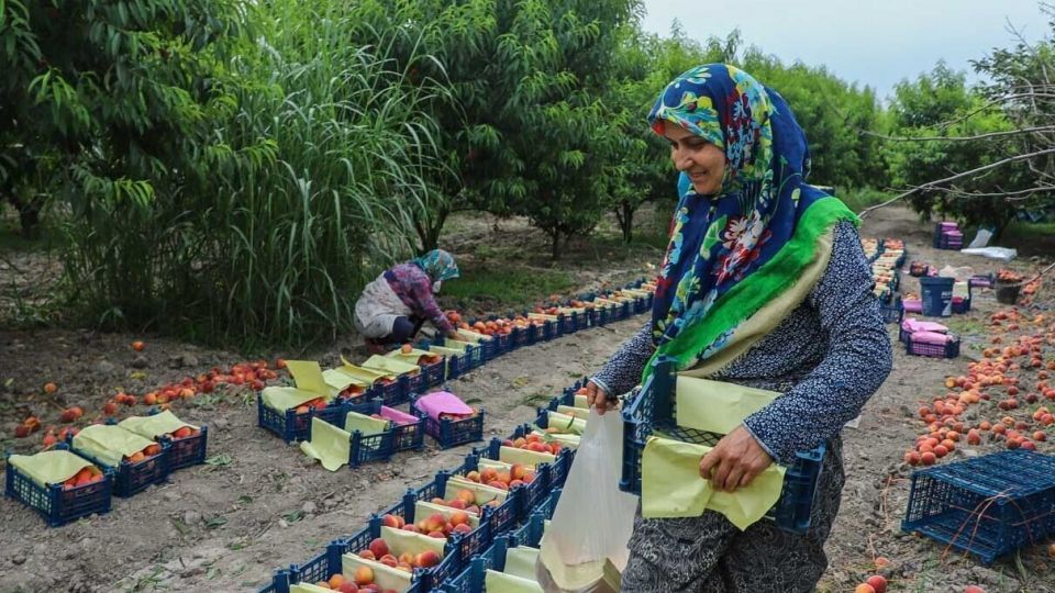 برداشت هلو در باغات گلستان