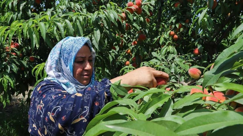 برداشت هلو در باغات گلستان