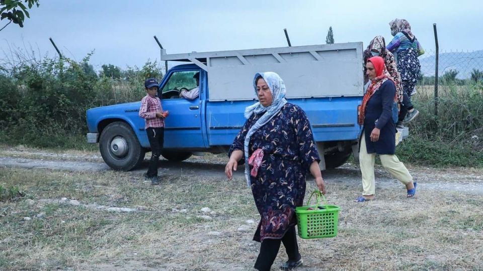 برداشت هلو در باغات گلستان