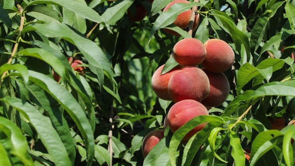 برداشت هلو در باغات گلستان