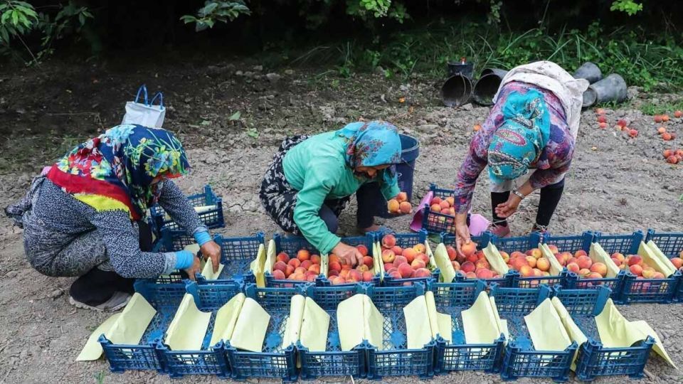 برداشت هلو در باغات گلستان