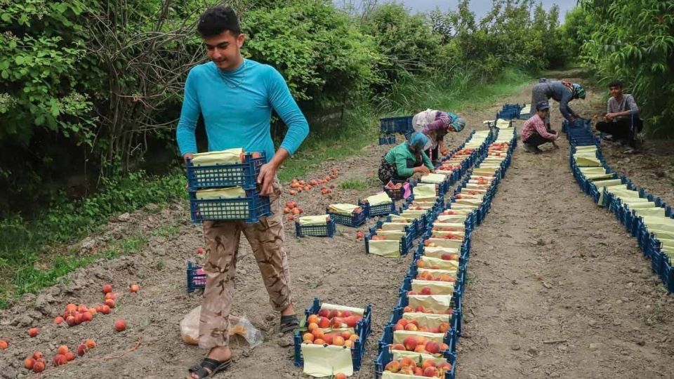 برداشت هلو در باغات گلستان