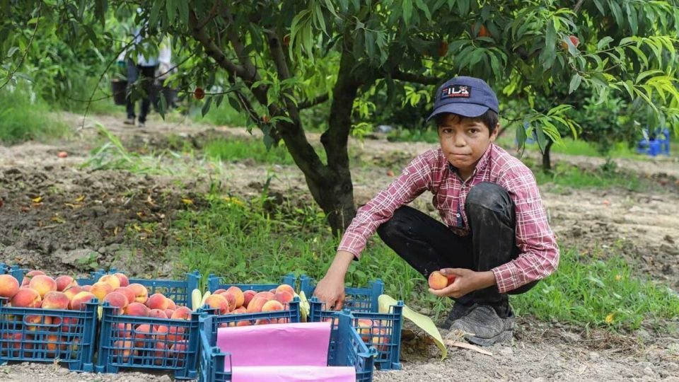 برداشت هلو در باغات گلستان