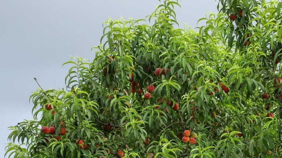 برداشت هلو در باغات گلستان