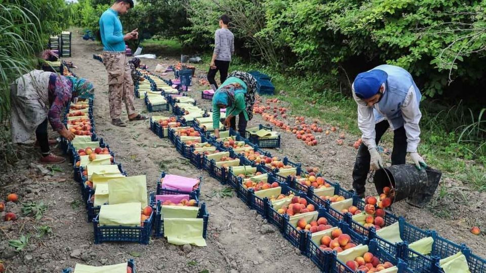 برداشت هلو در باغات گلستان