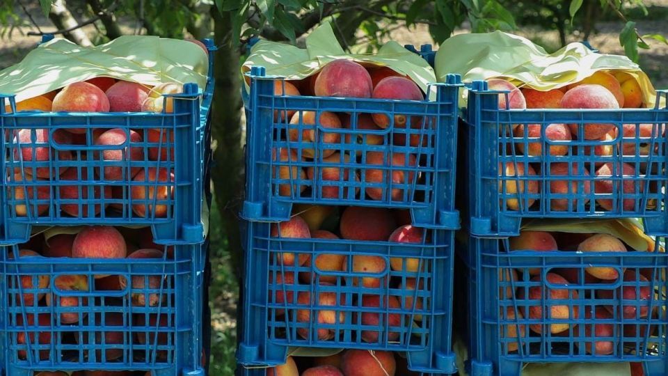 برداشت هلو در باغات گلستان