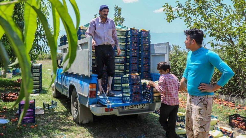 برداشت هلو در باغات گلستان
