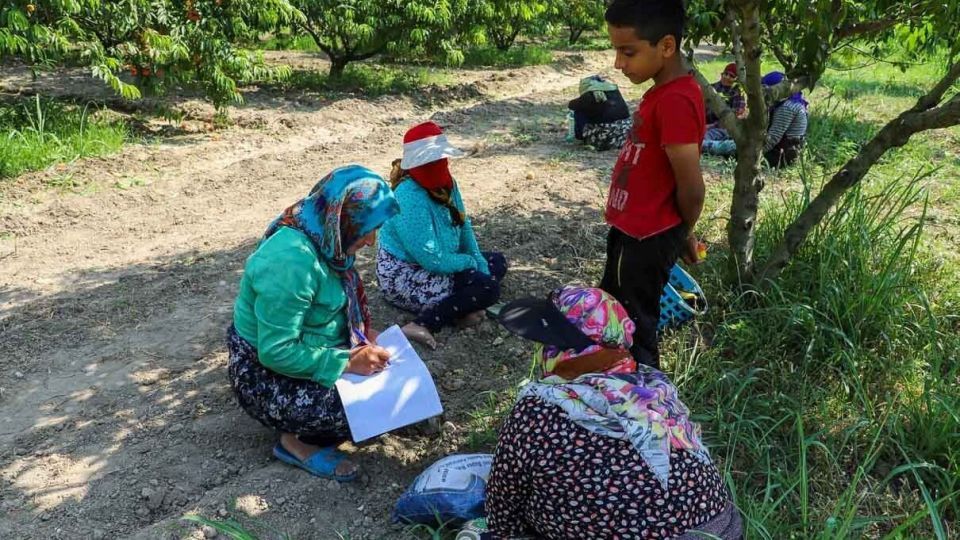 برداشت هلو در باغات گلستان