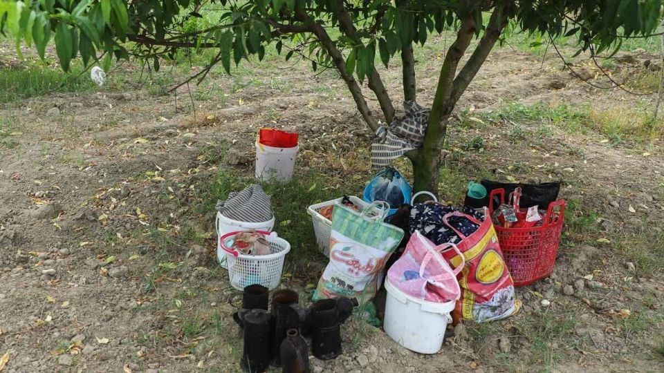 برداشت هلو در باغات گلستان