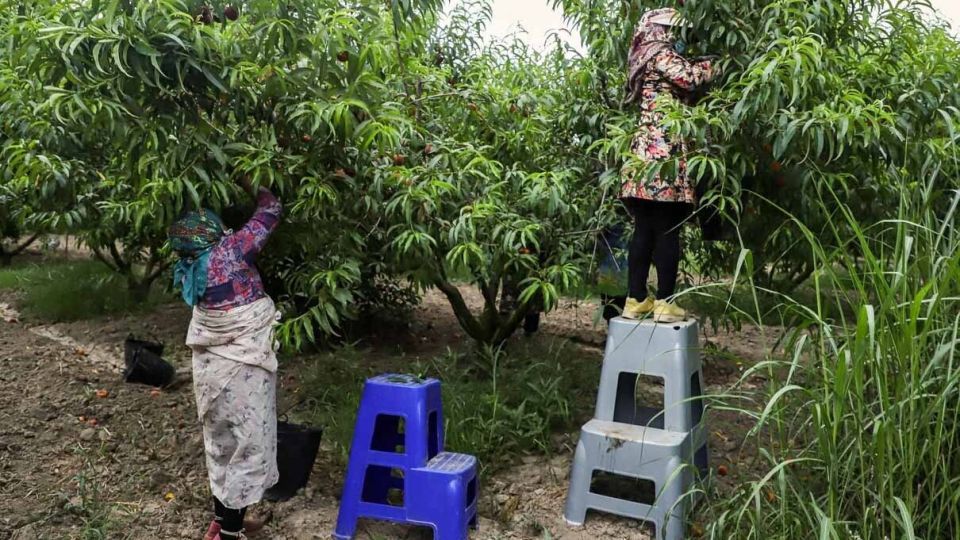 برداشت هلو در باغات گلستان