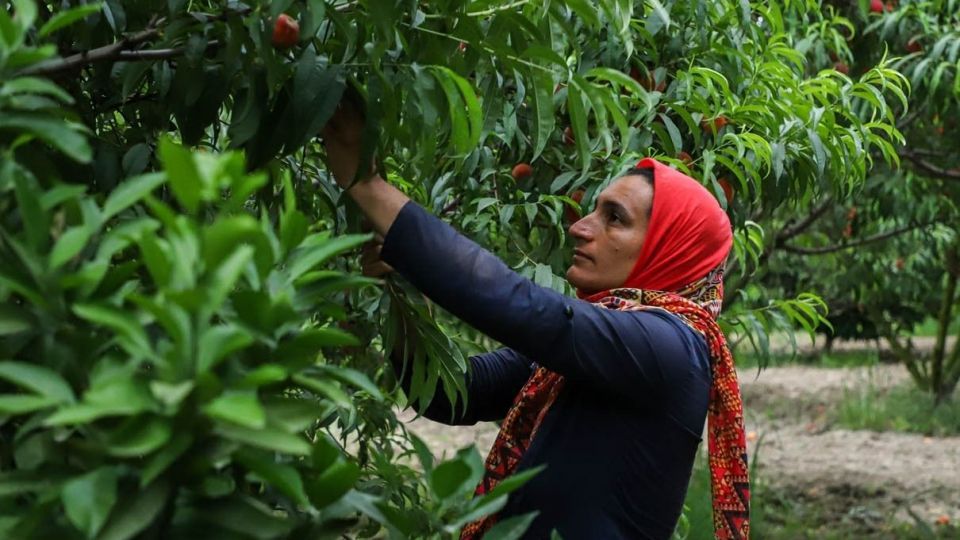 برداشت هلو در باغات گلستان