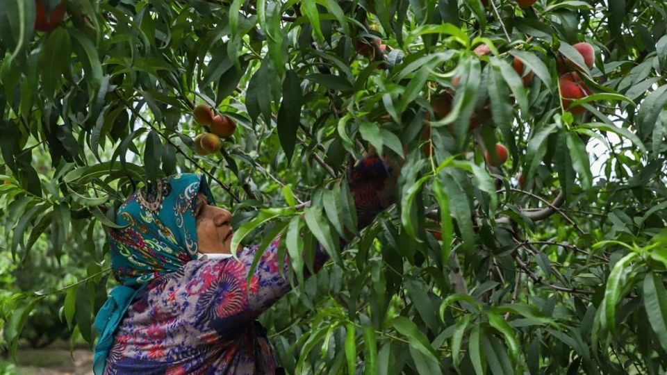 برداشت هلو در باغات گلستان