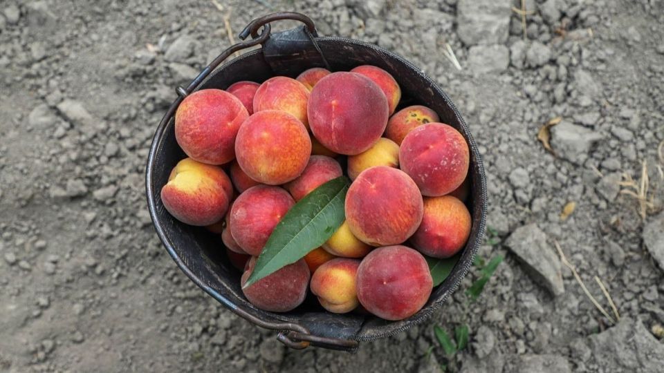 برداشت هلو در باغات گلستان