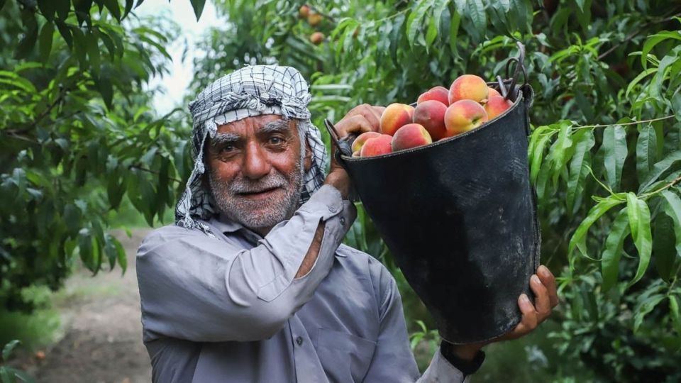 برداشت هلو در باغات گلستان
