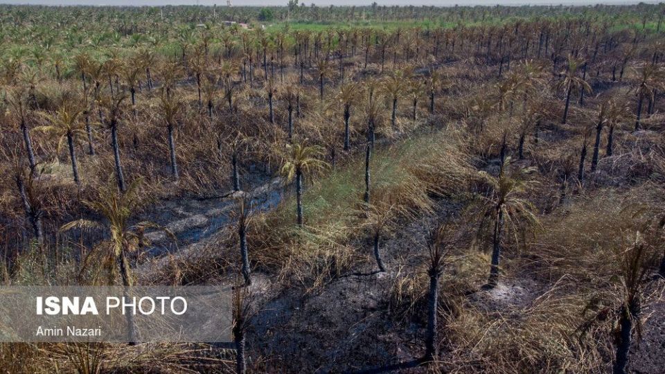 سوختن بیش از ۲۲۰۰ نخل در نخلستان‌های اروندکنار