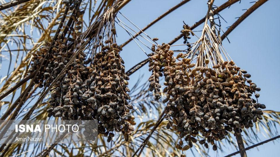 سوختن بیش از ۲۲۰۰ نخل در نخلستان‌های اروندکنار