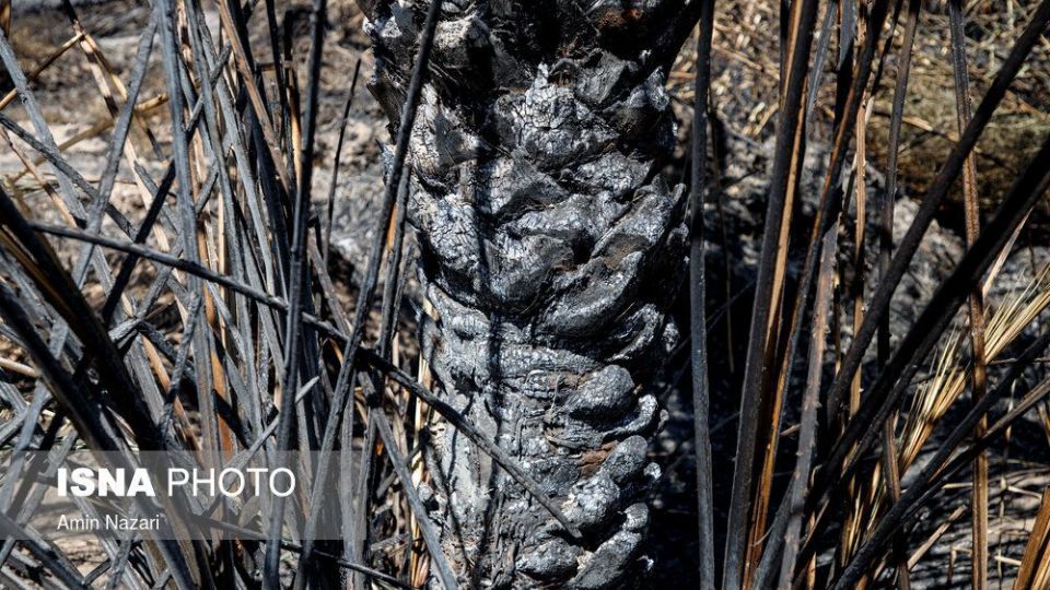 سوختن بیش از ۲۲۰۰ نخل در نخلستان‌های اروندکنار